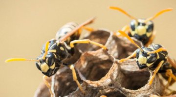 zwalczanie szerszeni