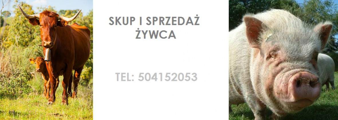 Marianna Breś Skup i Sprzedaż Hurtowa Żywca