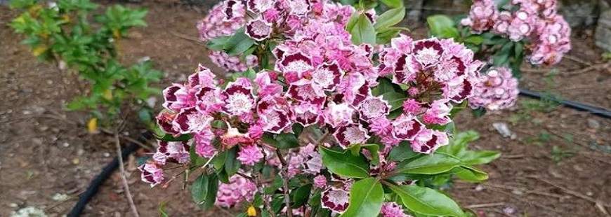 Jarosław Krzemień Producent Drzew i Krzewów Ozdobnych