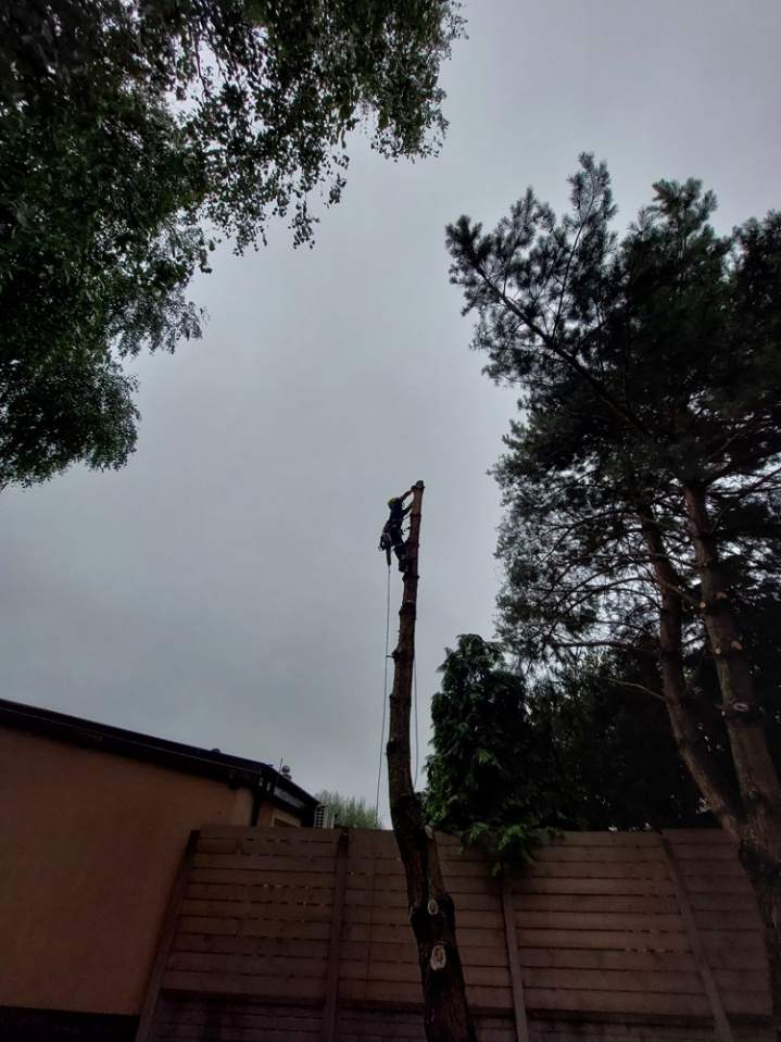 wycinka drzew, wycinka drzew metodą alpinistyczną