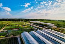 Pol-Plants Szkólka drzew i krzewów ozdobnych