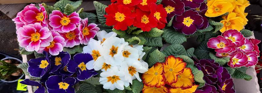 Anna Byrska F.H.U. Szarotka