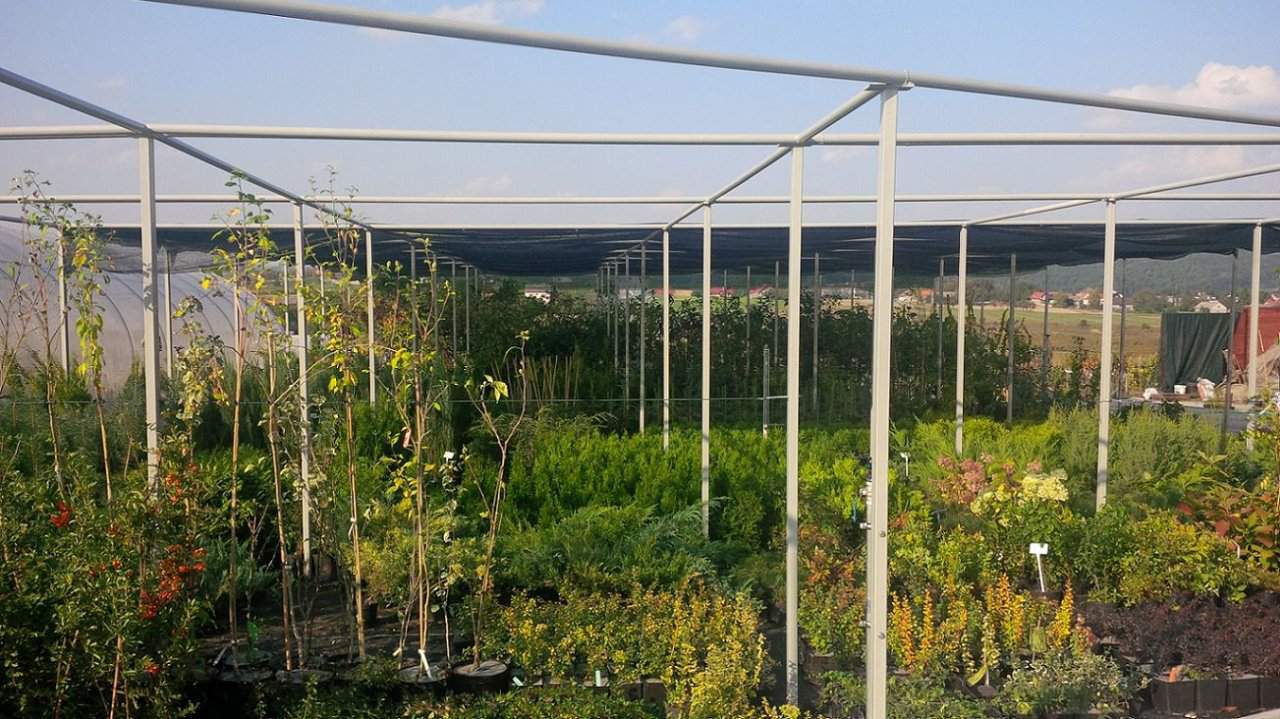 krzewy ozdobne iglaste