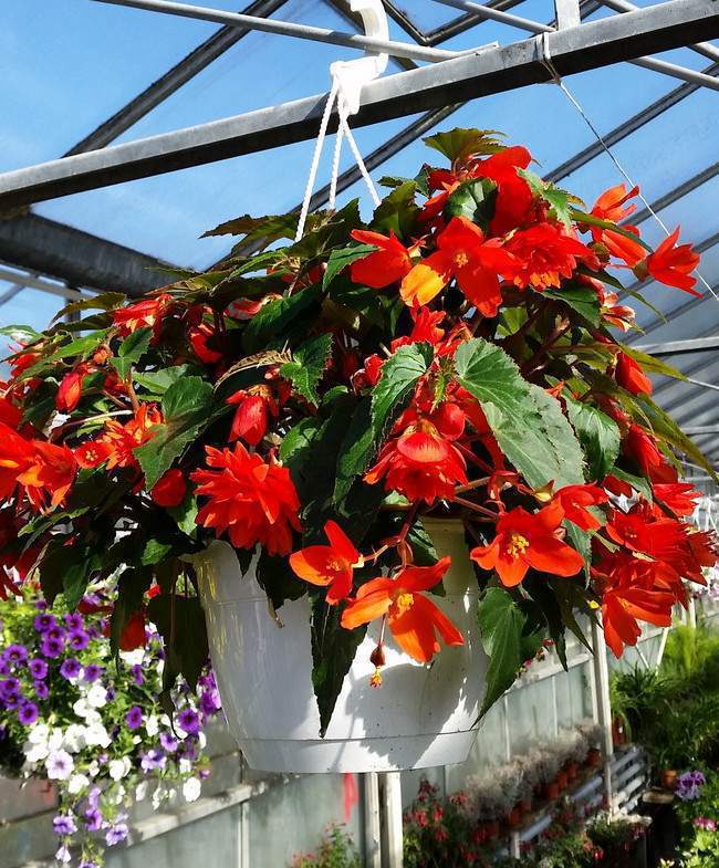 artykuły ogrodnicze