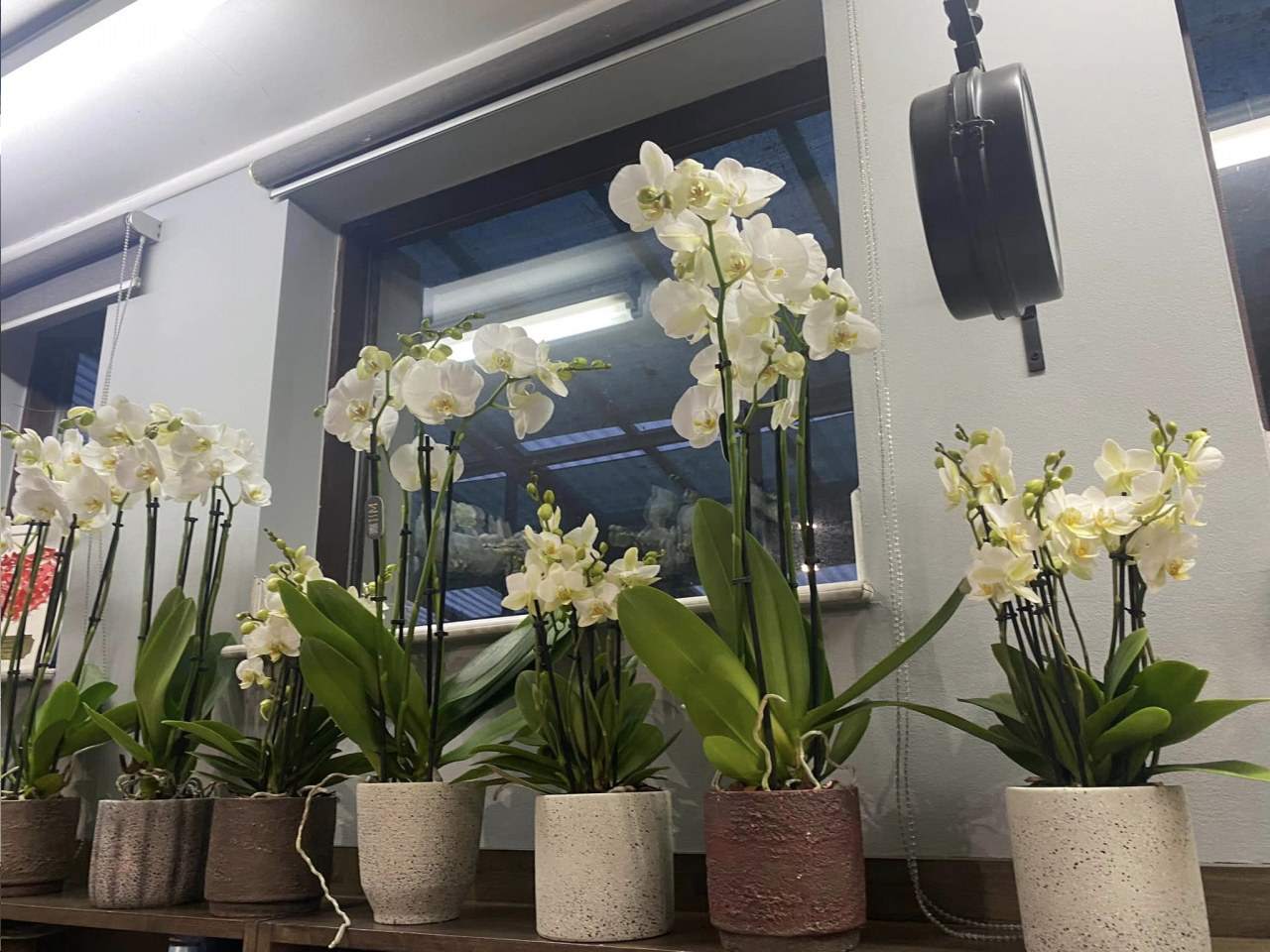 wiązanki pogrzebowe