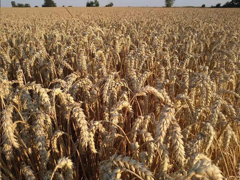 Artur Barczak Gospodarstwo rolne