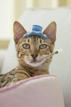 lecznica weterynaryjne