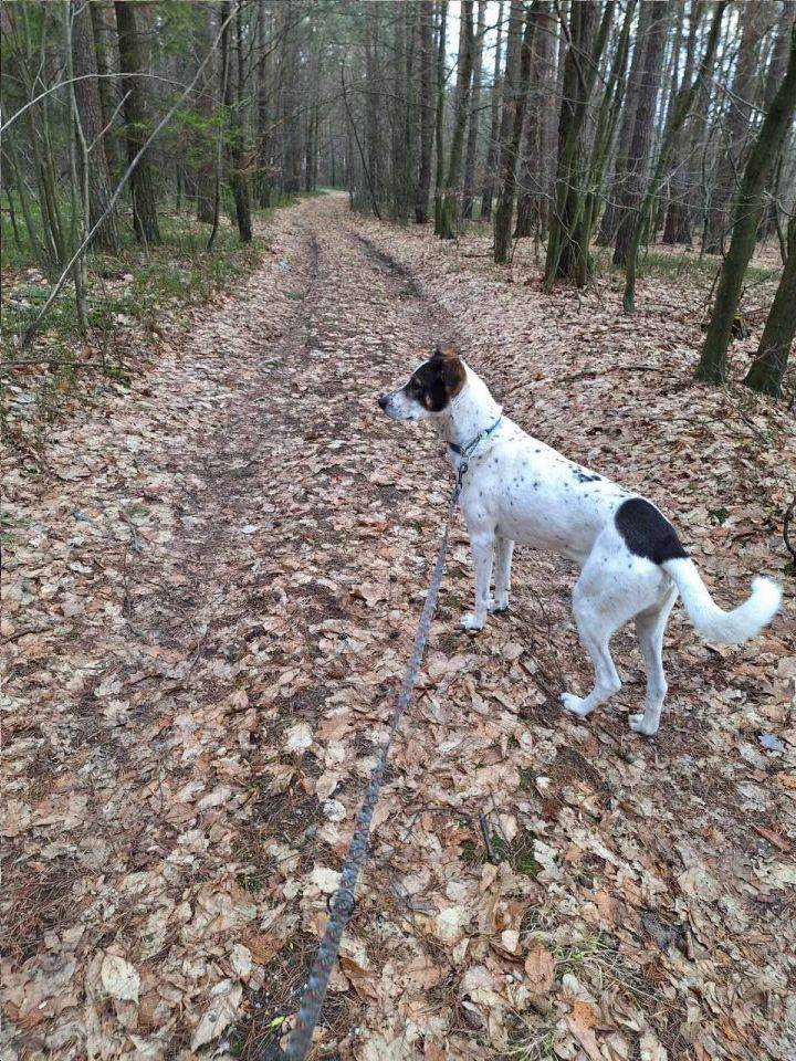 Hotele dla zwierząt