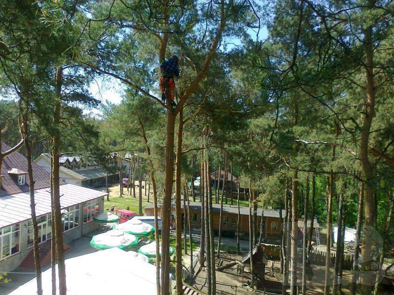 Pielęgnacja drzew metodą alpinistyczną