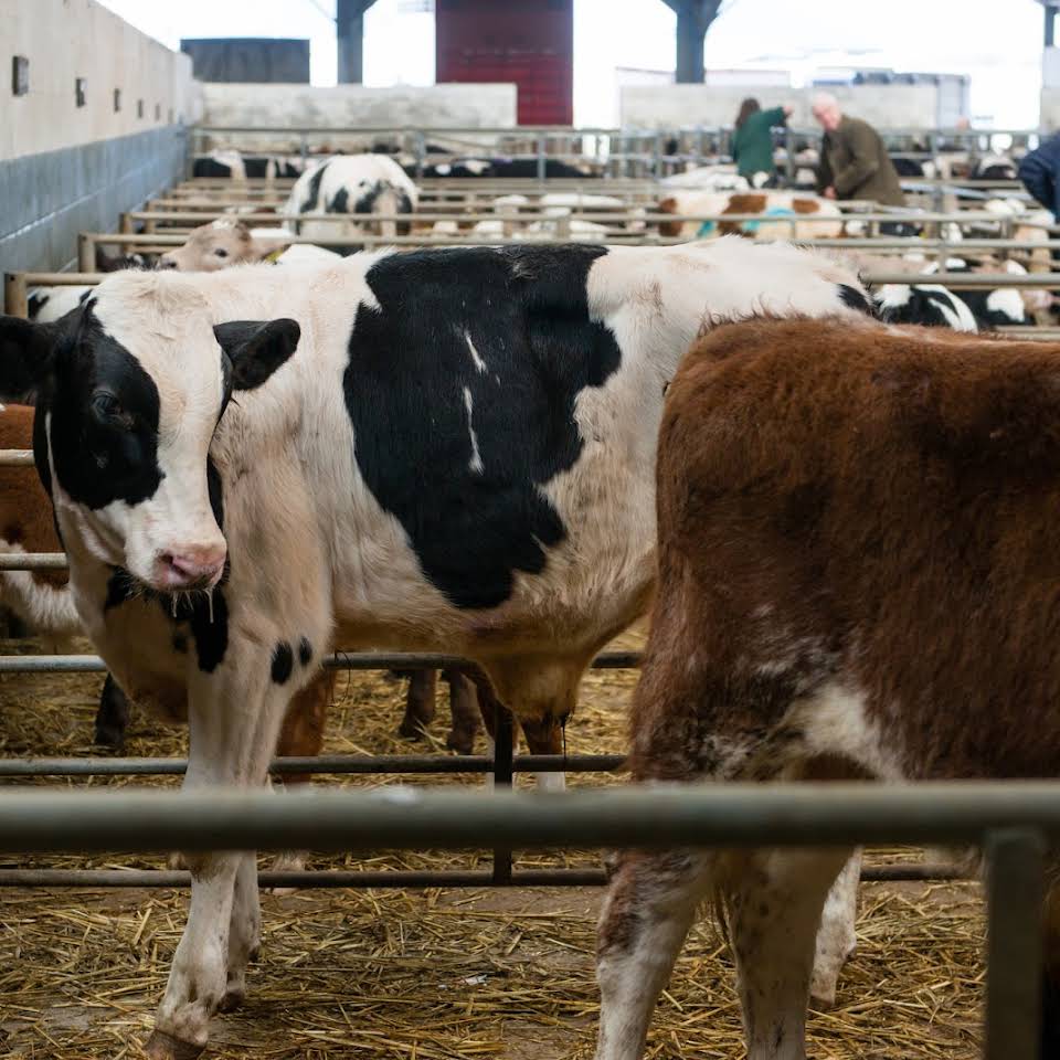 skup bydła rzeźnego