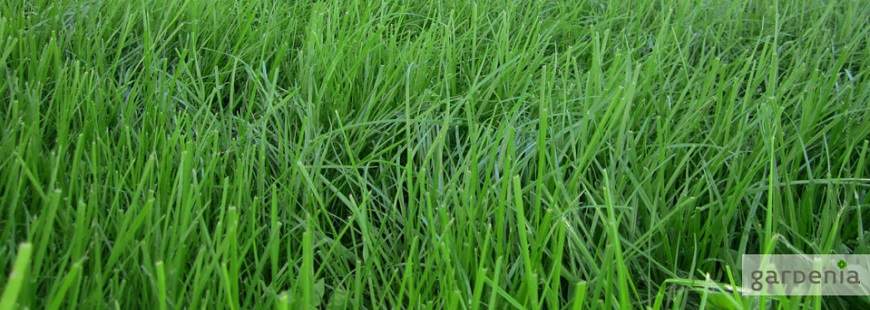 Gardenia Polska Sp. z o.o.