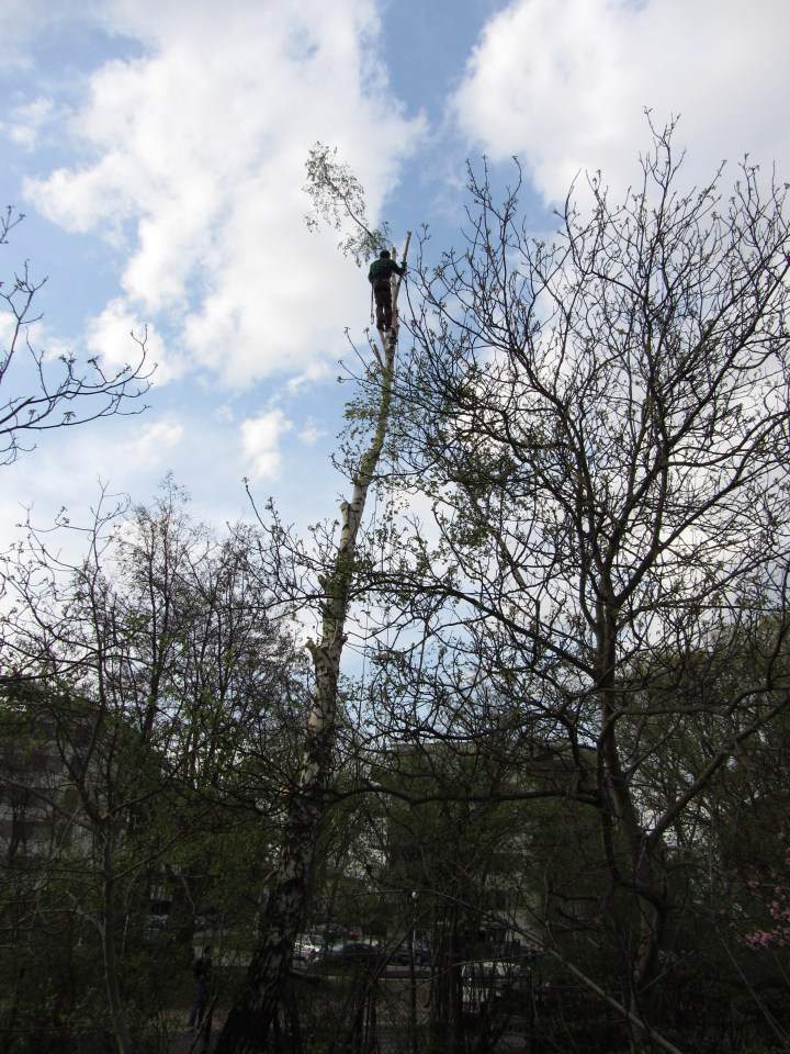 ogród, alpinistyczna wycinka drzew
