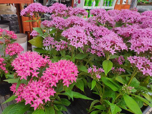 Artykuły i sprzęt ogrodniczy