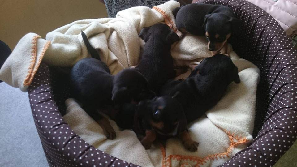 położnictwo zwierząt