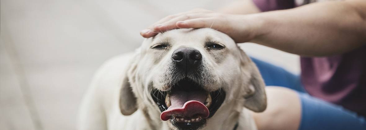 Przychodnia Weterynaryjna Krzycka