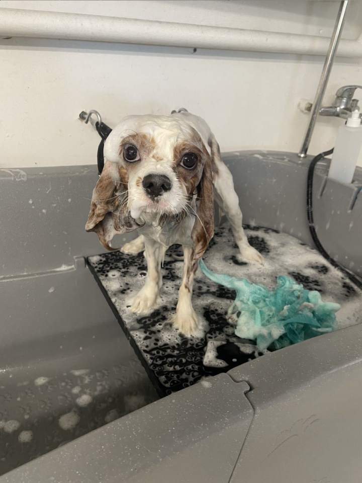 kąpiel pielęgnacyjna psa