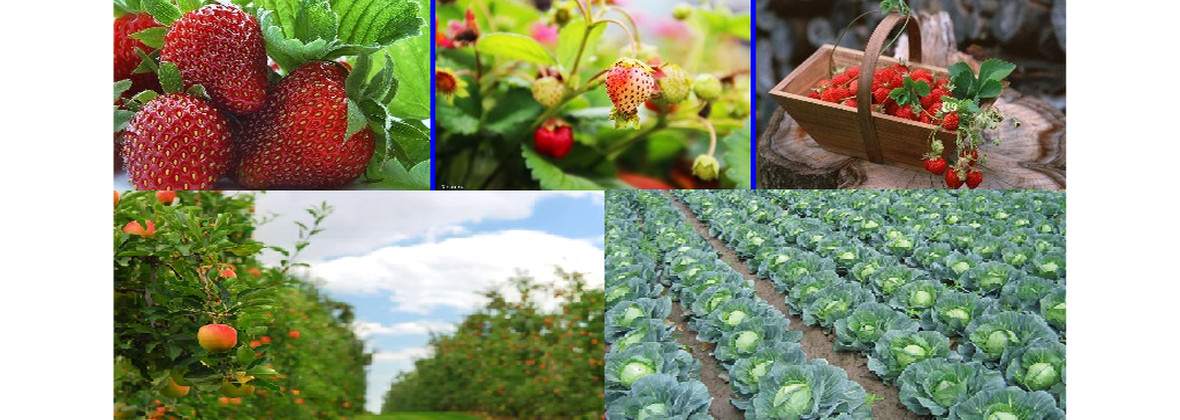 Gospodarstwo Warzywniczo-Sadownicze Michał Stasiak