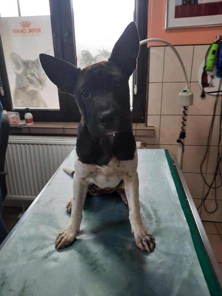 odrobaczanie zwierząt