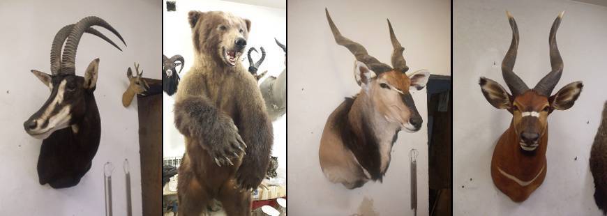 Marek Krajewski Pracownia preparowania zwierząt