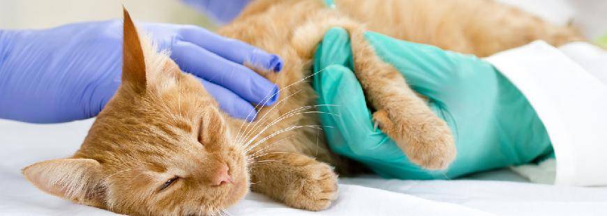 Na Wiejskiej Gabinet Weterynaryjny Marcin Marciniak