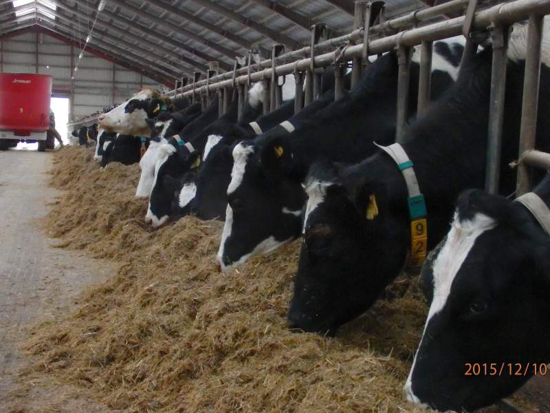 zdrowe ekologiczne mleko