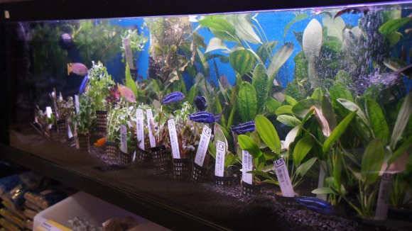 rośliny akwariowe