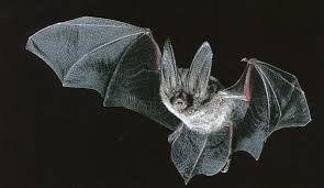 hotel dla nietoperzy