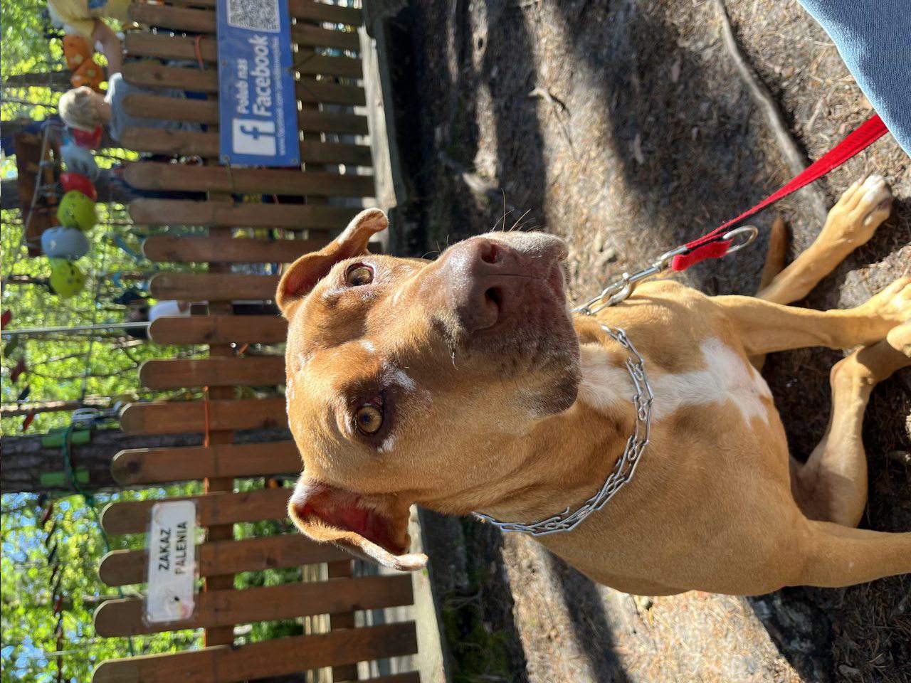 lecznica dla zwierząt