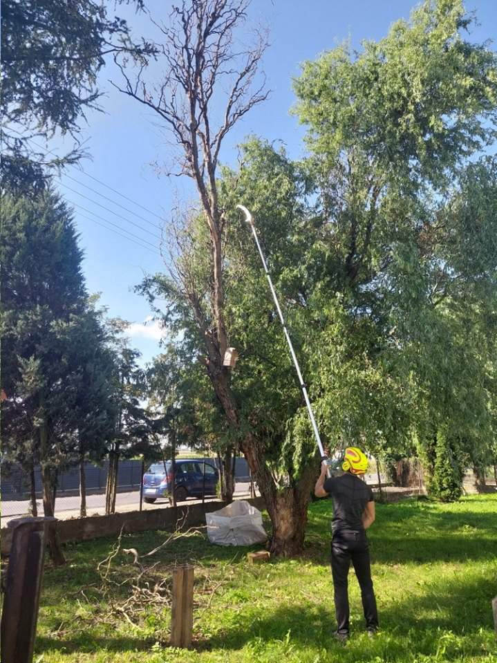 wycinka drzew, wycinka drzew metodą alpinistyczną