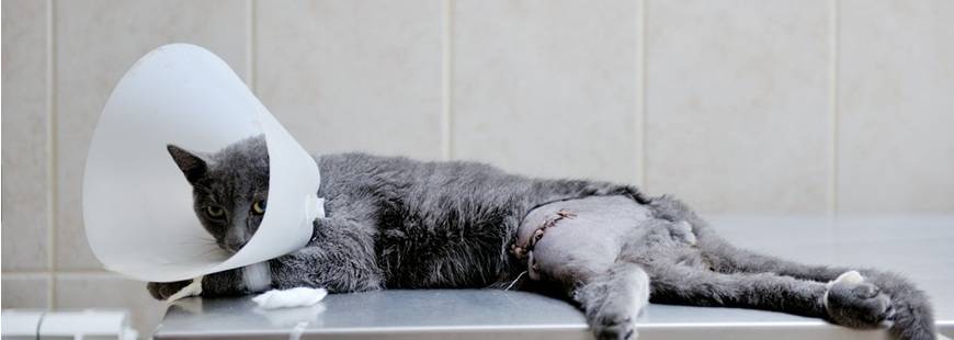 Marcin Brążkiewicz Przychodnia Weterynaryjna