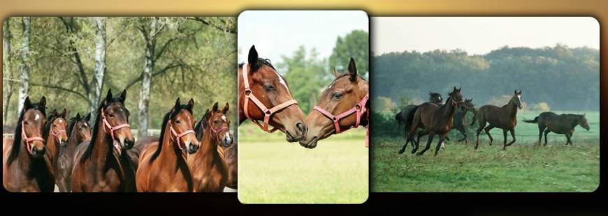 Stadnina Koni "Iwno" Sp. z o.o.