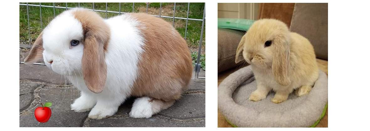 Happy Teddy Eliza Pietrzyk