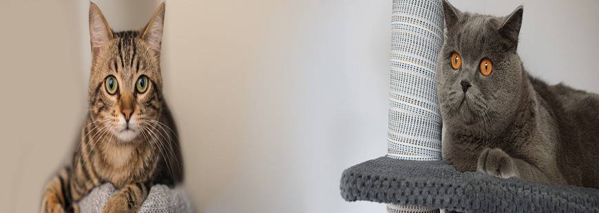 Makspol Producent Drapaków Dla Kotów