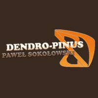Dendro Pinus Paweł Sokołowski - Okna