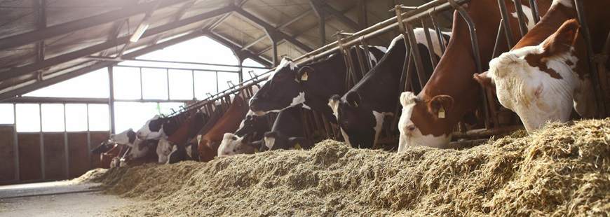 Feniks Sabina Ferenc, Hurtownia Rolnicza