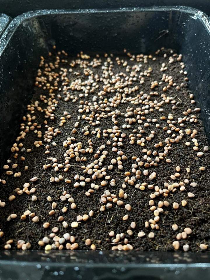 mikroliście producent