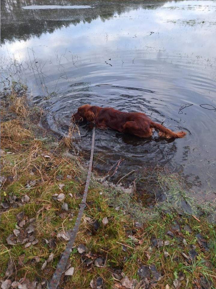 Hotele dla zwierząt
