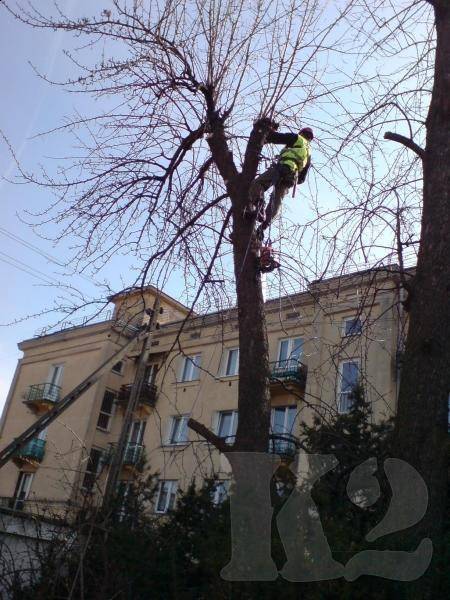 Wycinka drzewa metodą alpinistyczną
