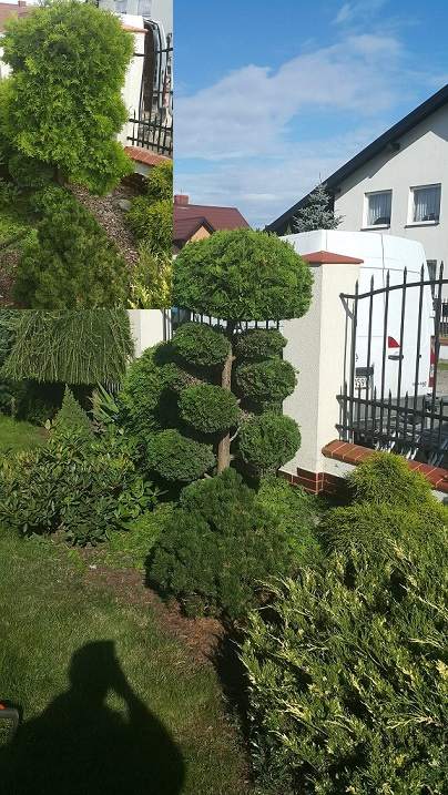 pielęgnacja krzewów