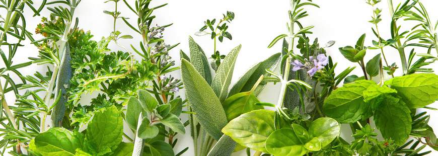 Serafin Firma Zielarska