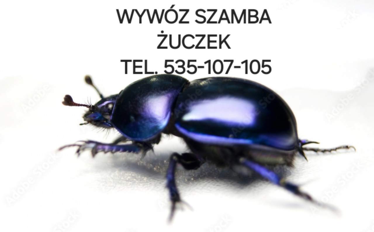 Wywóz szamba - Żuczek