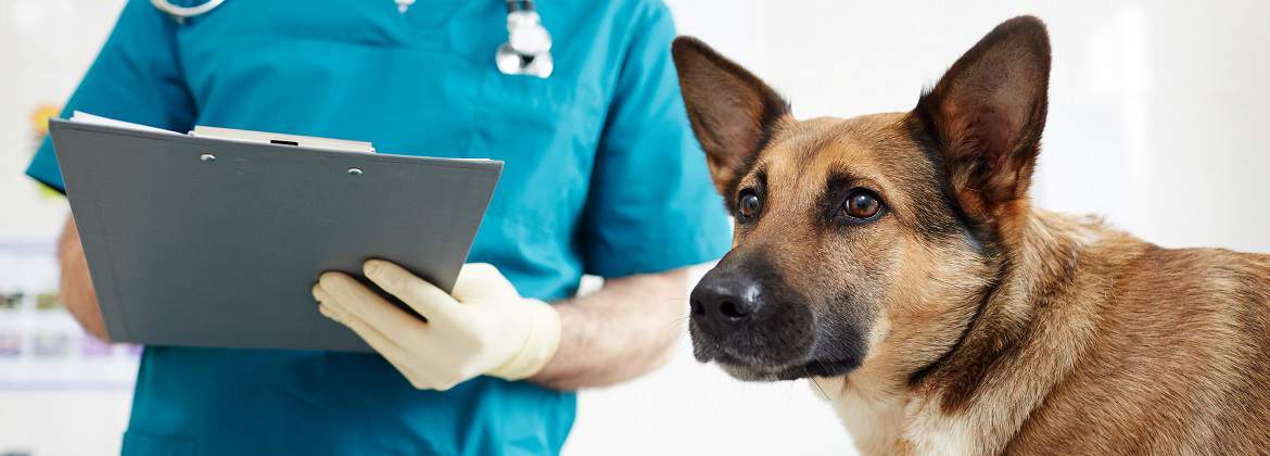 Taurus s.c. Usługi weterynaryjne