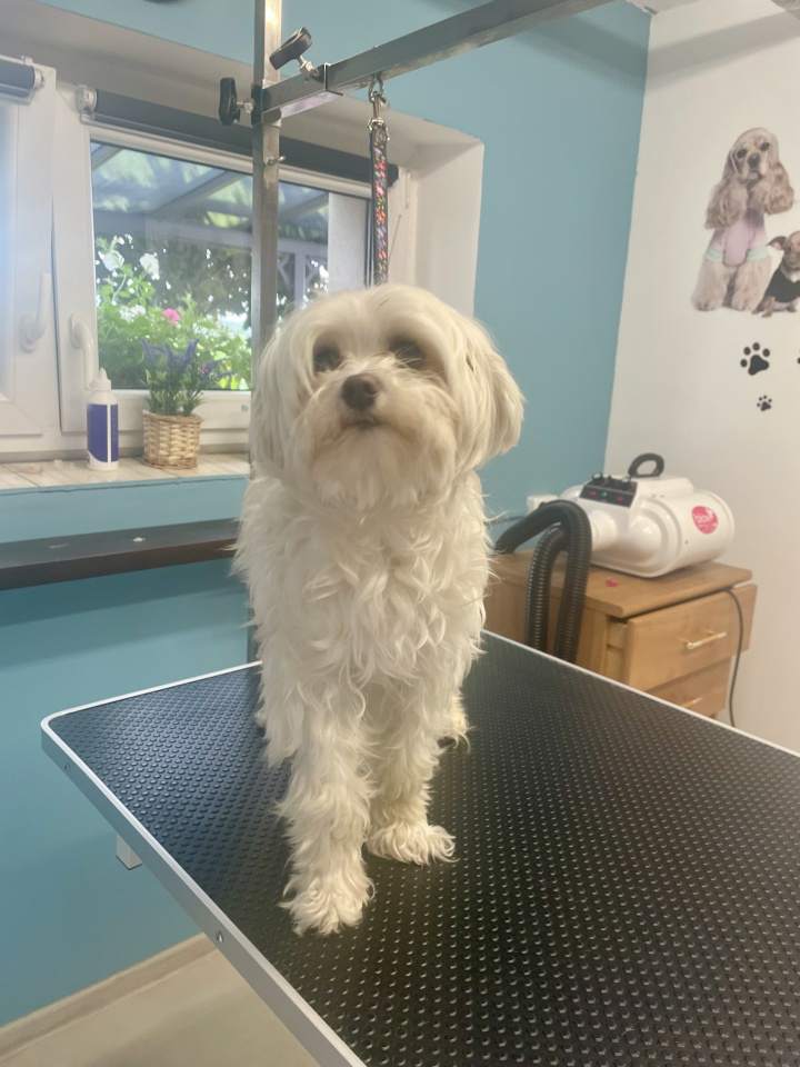 profesjonalne strzyżenie psa