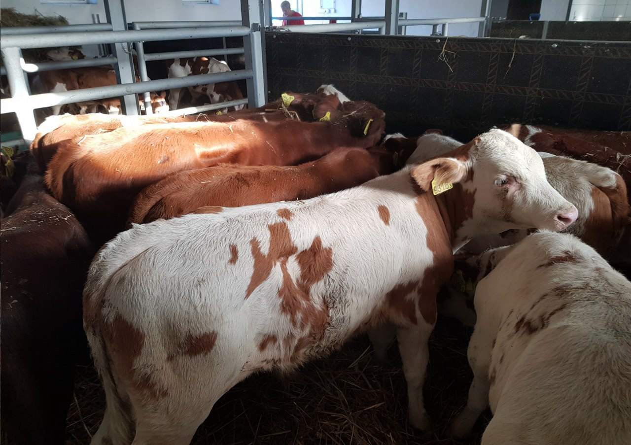 skup bydła mięsnego