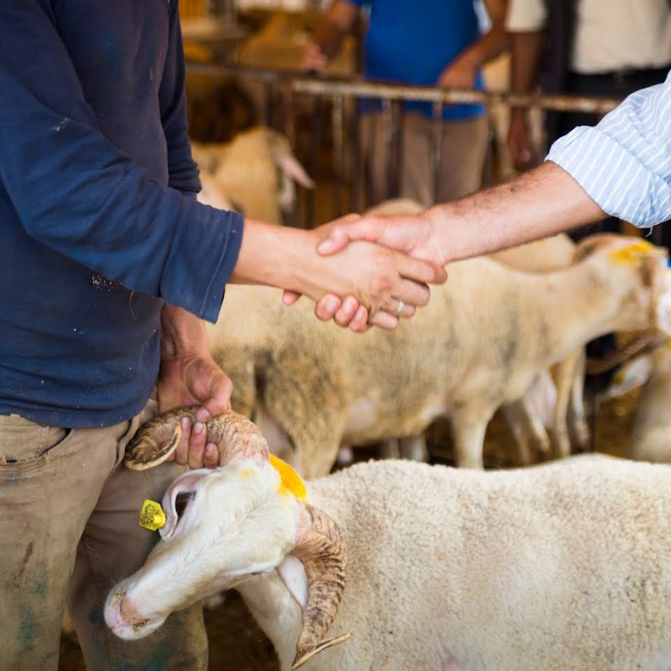 skup zwierząt hodowlanych