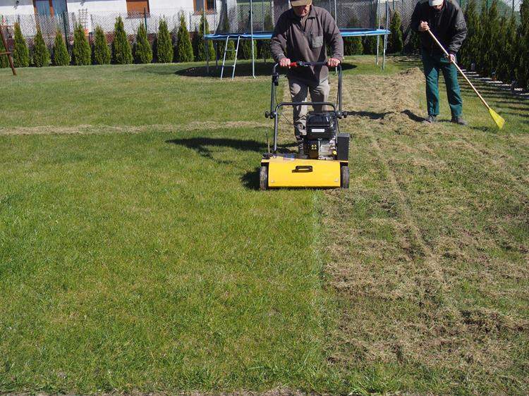 wertykulacja trawnika