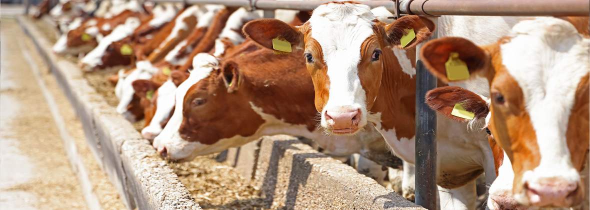 Mk Bovo Skup i Sprzedaż Cieląt