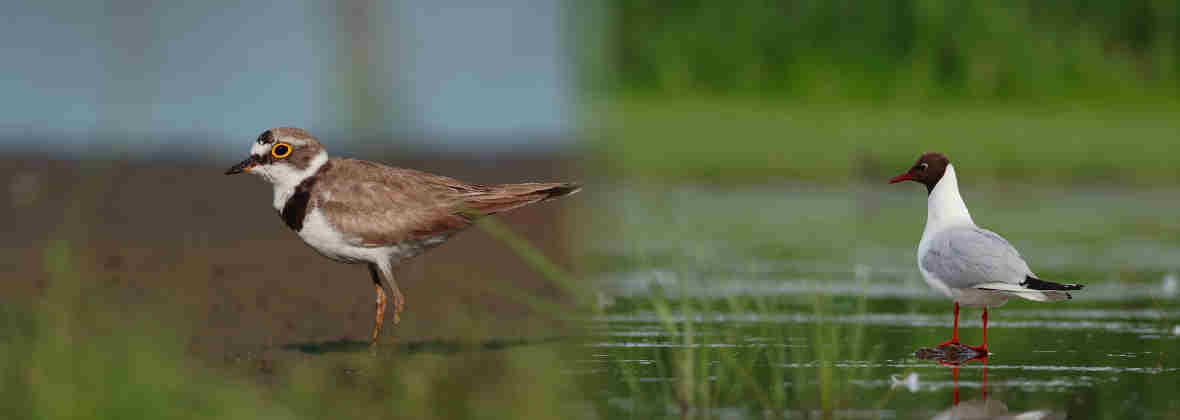 Krzysztof Janus Biuro analiz środowiskowych