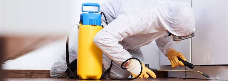 Insekt Robert Zasuwik