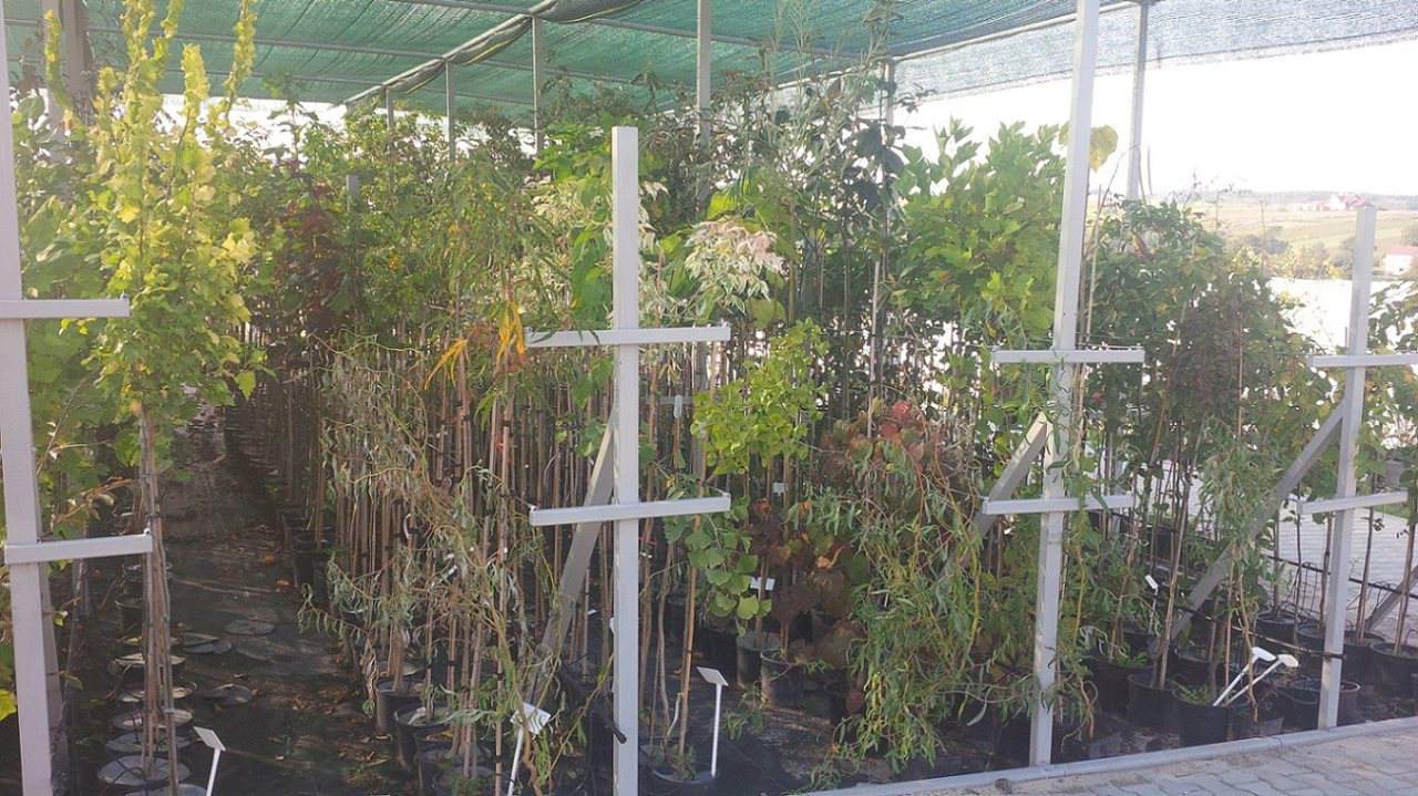 borówka amerykańska